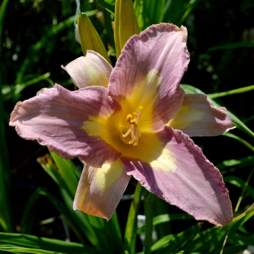 Daylily-Linda-Balls-Lavender-Blue-seedling-1200x-DSC 0728