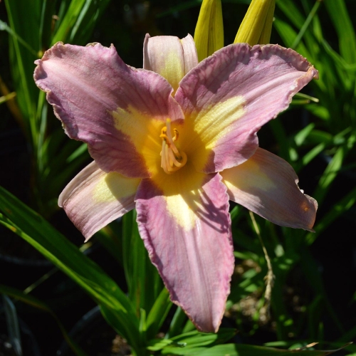 Daylily-Linda-Balls-Lavender-Blue-seedling-1200x-DSC 0729