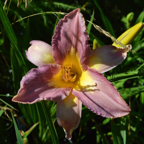 Daylily-Linda-Balls-Lavender-Blue-seedling-1200x-DSC 0730