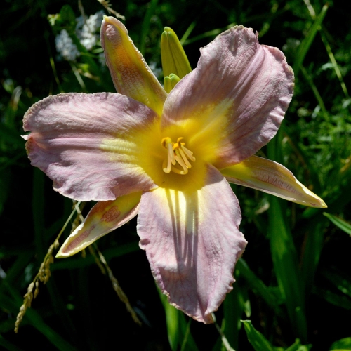 Daylily-Linda-Balls-Lavender-Blue-seedling-1200x-DSC 0733