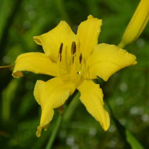 Daylily-Little-Lemon-Twist-1200x-DSC 0093