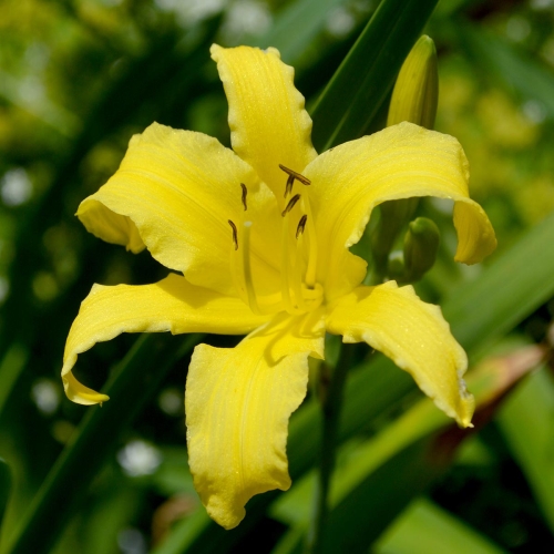 Daylily-Little-Lemon-Twist-DSC 0014