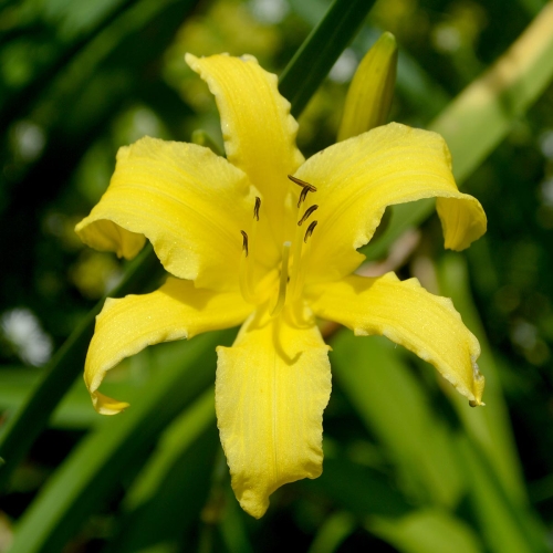 Daylily-Little-Lemon-Twist-DSC 0016