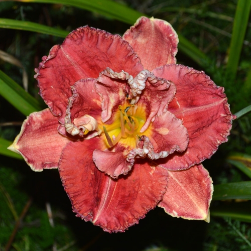 Daylily-Looking-Good-1200x-DSC 0378
