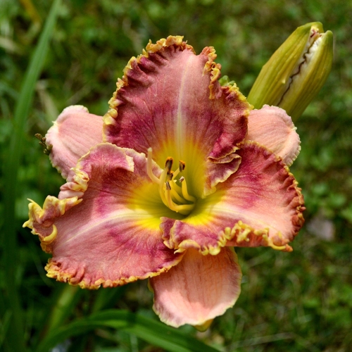 Daylily-MKB4-04-1200x-DSC 0196