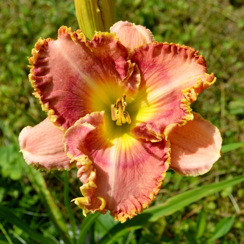 Daylily-MKB4-04-1200x-DSC 0197