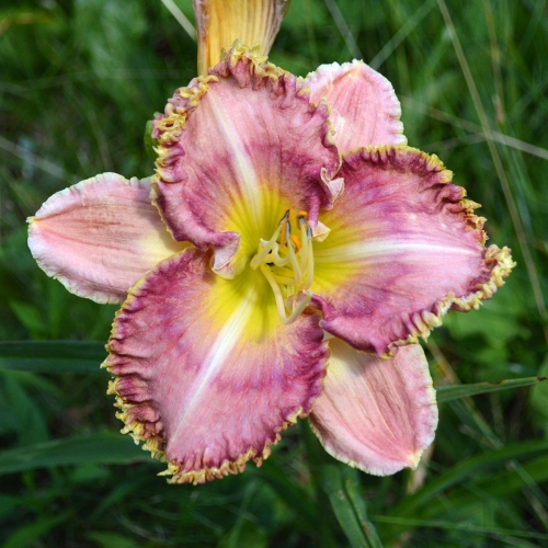 Daylily-MKB4-04-1200x-DSC 0252