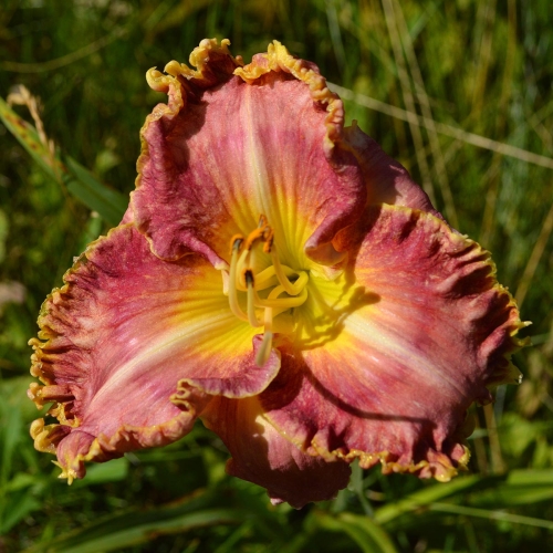 Daylily-MKB4-04-1200x-DSC 0343