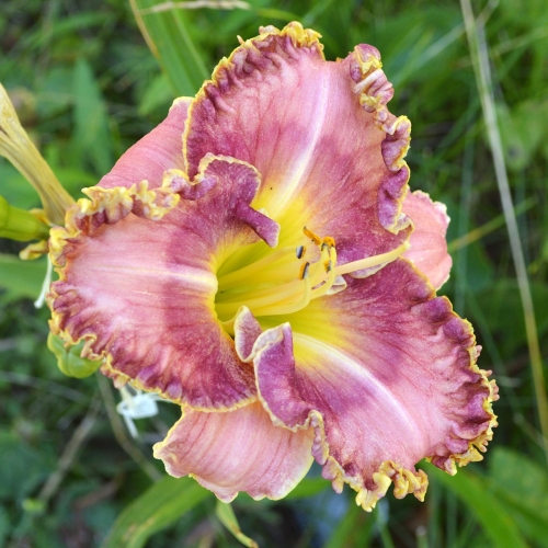 Daylily-MKB4-04-1200x-DSC 0600