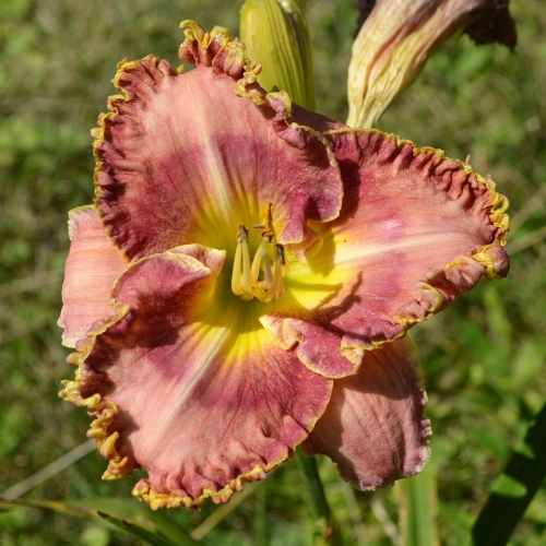 Daylily-MKB4-04-1200x-DSC 0602