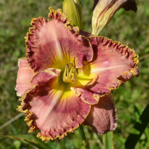 Daylily-MKB4-04-1200x-DSC 0603
