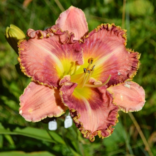 Daylily-MKB4-04-1200x-DSC 0787