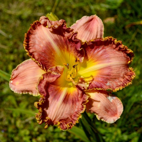 Daylily-MKB4-04-1200x-DSC 0846