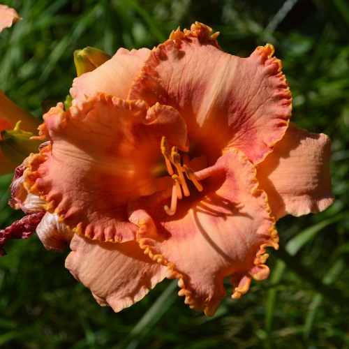 Daylily-MKB4-11-1200x-DSC 0491