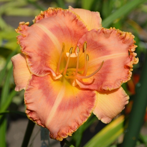 Daylily-MKB4-11-EAJ-1200x-DSC 0003
