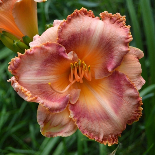 Daylily-MKB4-11-EAJ-1200x-DSC 0271