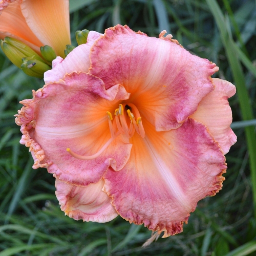 Daylily-MKB4-11-EAJ-1200x-DSC 0288
