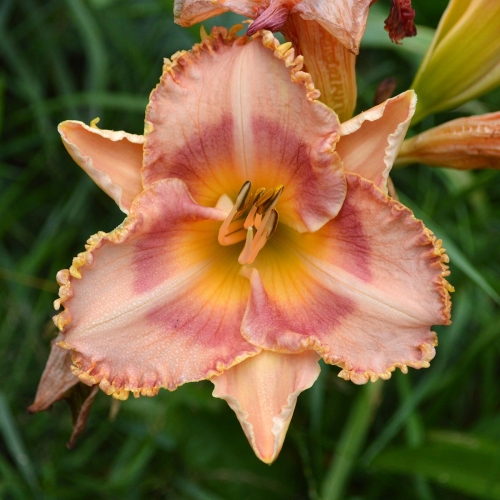 Daylily-MKB4-11-EAJ-1200x-DSC 0328