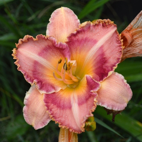 Daylily-MKB4-11-EAJ-1200x-DSC 0848