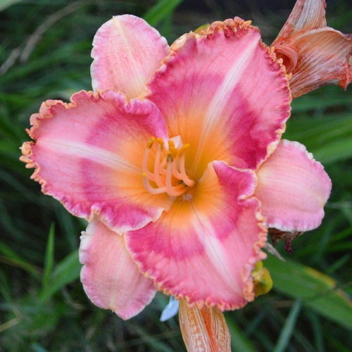 Daylily-MKB4-11-EAJ-1200x-DSC 0945