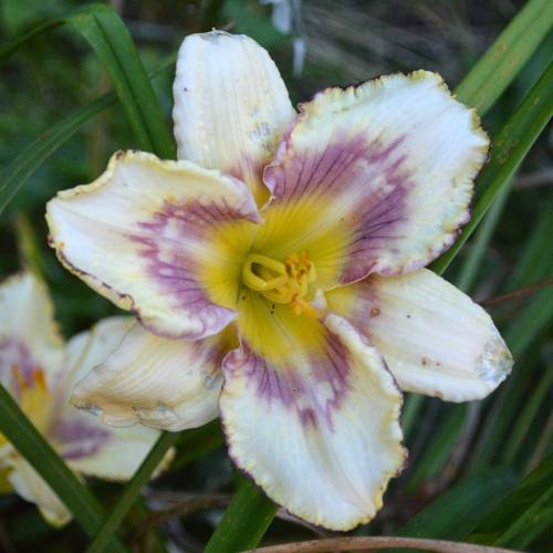 Daylily-MKB5-05-1200x-DSC 0067