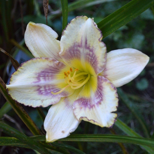 Daylily-MKB5-05-1200x-DSC 0070