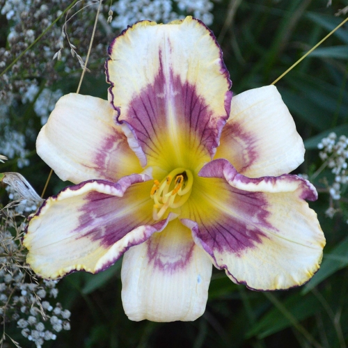 Daylily-MKB5-05-1200x-DSC 0097