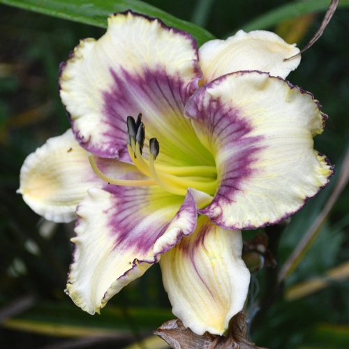 Daylily-MKB5-05-1200x-DSC 0225