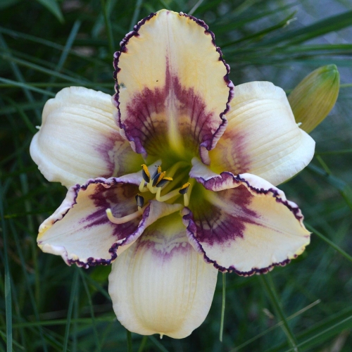 Daylily-MKB5-05-1200x-DSC 0359