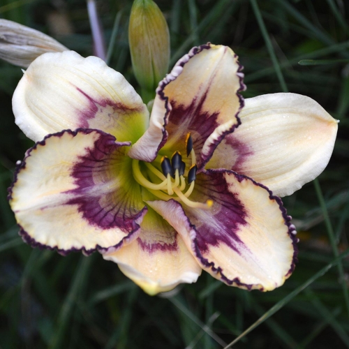 Daylily-MKB5-05-1200x-DSC 0643