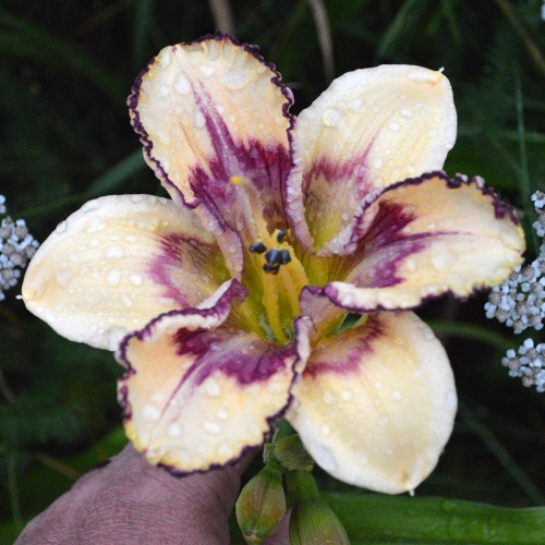 Daylily-MKB5-05-1200x-DSC 0739
