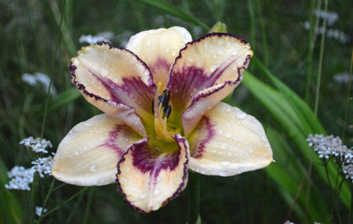 Daylily-MKB5-05-1200x-DSC 0746
