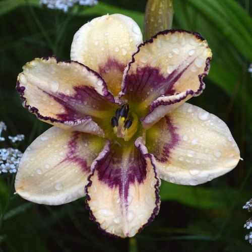 Daylily-MKB5-05-1200x-DSC 0750