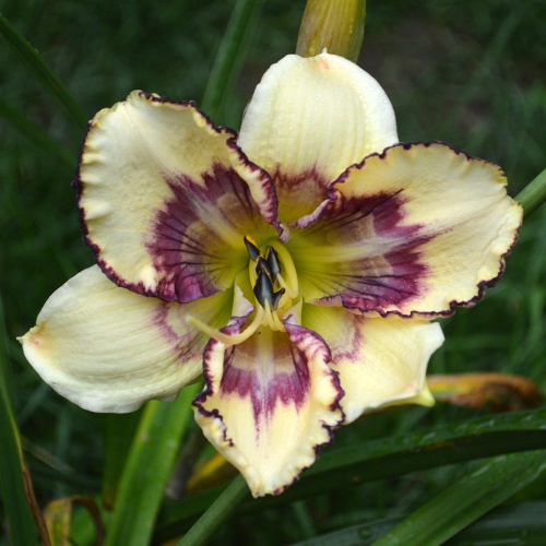 Daylily-MKB5-05-1200x-DSC 0797