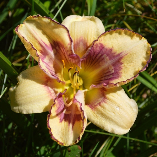 Daylily-MKB5-05-1200x-DSC 0888