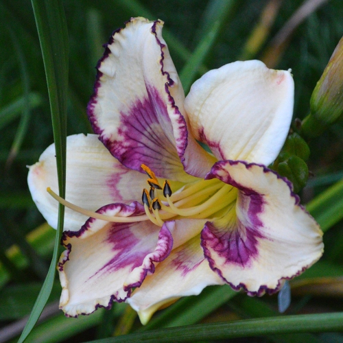 Daylily-MKB5-05-1200x-DSC 0949
