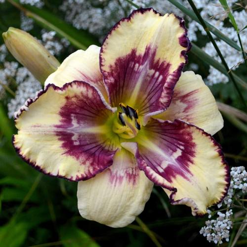 Daylily (Hemerocallis) MKB5-05, Unregistered Seedling