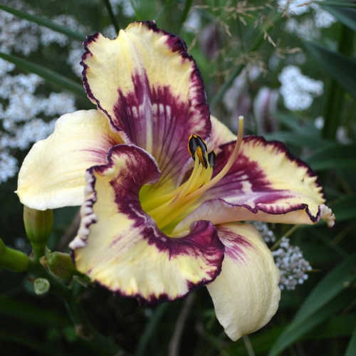 Daylily-MKB5-05-1200x-DSC 1011