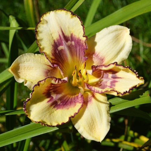 Daylily-MKB5-05-1200x-DSC 1032