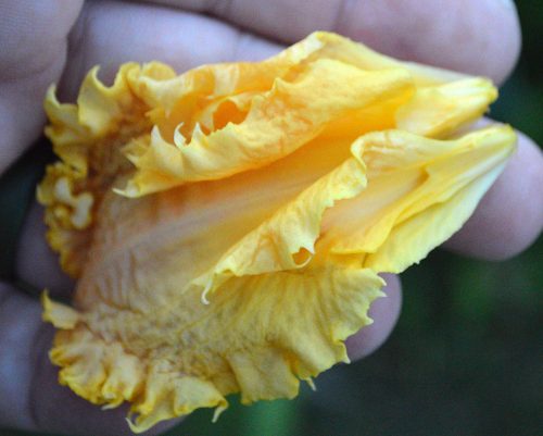 Daylily-MKB5-35-1200h-DSC 0176