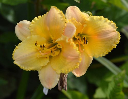 Daylily-MKB5-35-1200h-DSC 0281