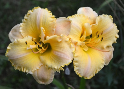 Daylily-MKB5-35-1200h-DSC 0301