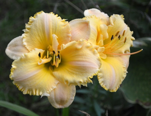 Daylily-MKB5-35-1200h-DSC 0307