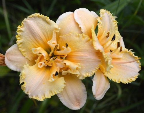 Daylily-MKB5-35-1200h-DSC 0860