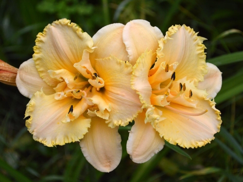Daylily-MKB5-35-1200h-DSC 0895