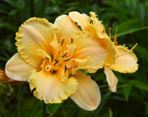Daylily-MKB5-35-1200h-DSC 0907
