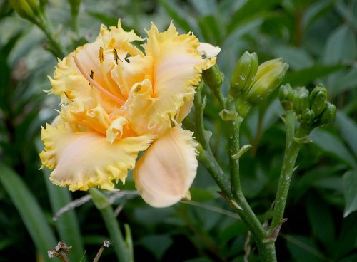Daylily-MKB5-35-1200h-DSC 0937