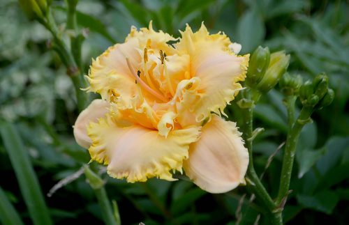 Daylily-MKB5-35-1200h-DSC 0940