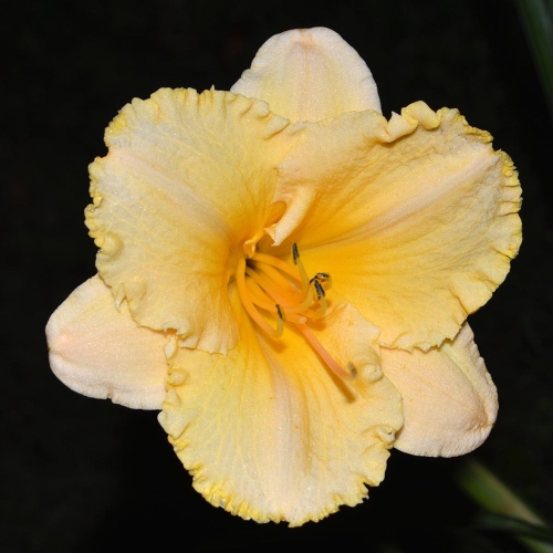 Daylily-MKB5-35-1200x-DSC 0013