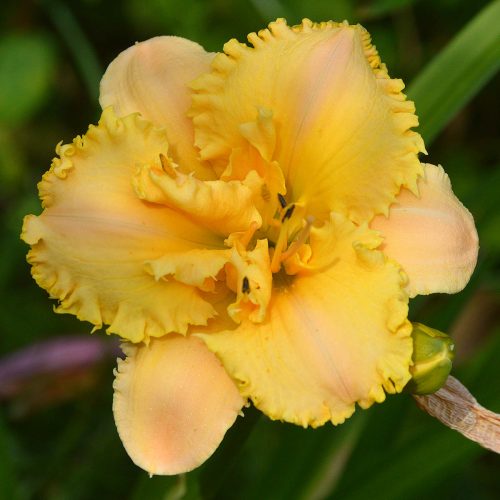 Daylily-MKB5-35-1200x-DSC 0074